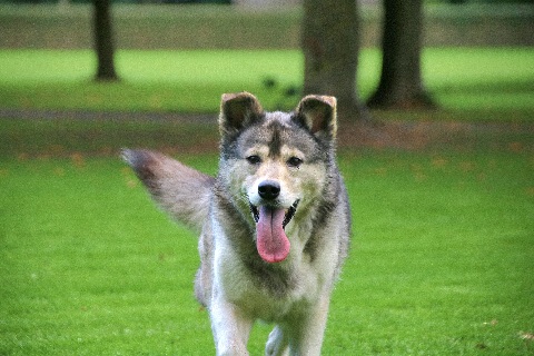 Hundewiese Eickhorst